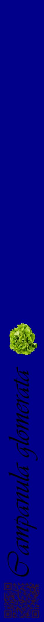Étiquette de : Campanula glomerata - format a - style noire7viv avec qrcode et comestibilité simplifiée