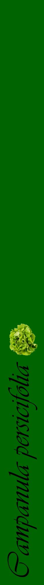 Étiquette de : Campanula persicifolia - format a - style noire8viv avec comestibilité simplifiée