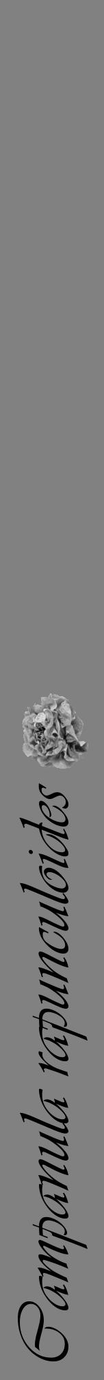 Étiquette de : Campanula rapunculoides - format a - style noire50viv avec comestibilité simplifiée - position verticale