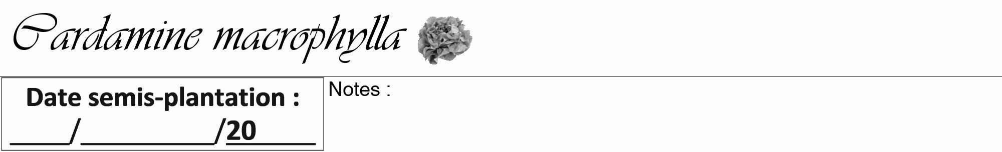 Étiquette de : Cardamine macrophylla - format a - style noire19viv avec comestibilité simplifiée