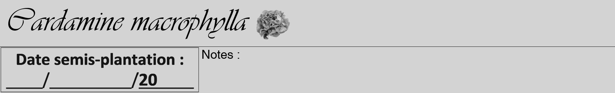 Étiquette de : Cardamine macrophylla - format a - style noire56viv avec comestibilité simplifiée