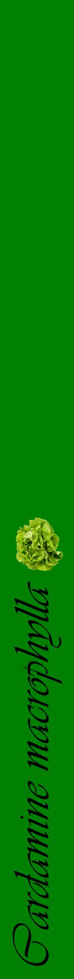 Étiquette de : Cardamine macrophylla - format a - style noire9viv avec comestibilité simplifiée