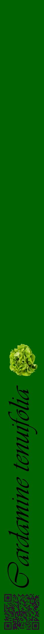 Étiquette de : Cardamine tenuifolia - format a - style noire8viv avec qrcode et comestibilité simplifiée