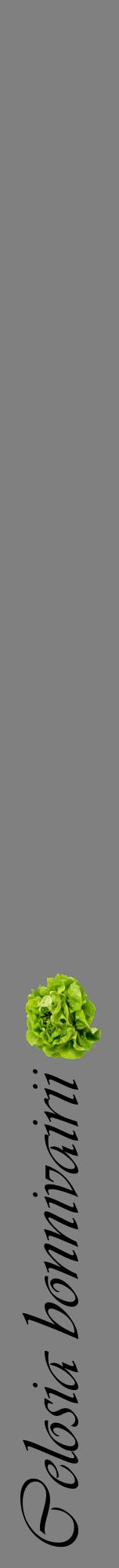 Étiquette de : Celosia bonnivairii - format a - style noire57viv avec comestibilité simplifiée
