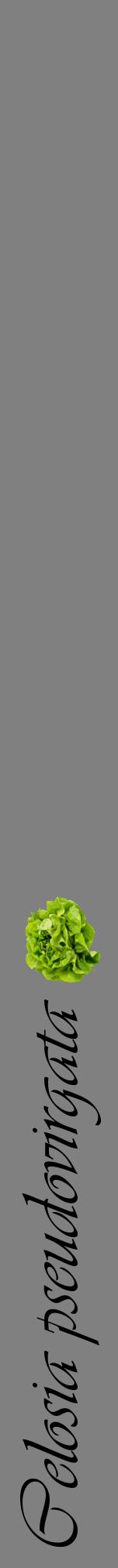 Étiquette de : Celosia pseudovirgata - format a - style noire57viv avec comestibilité simplifiée