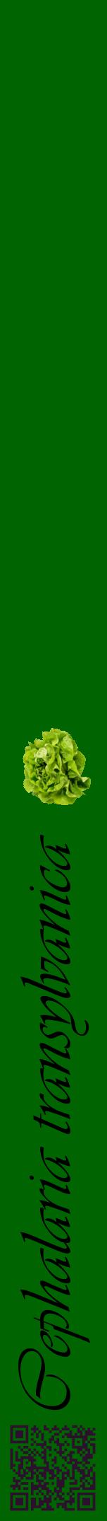 Étiquette de : Cephalaria transylvanica - format a - style noire8viv avec qrcode et comestibilité simplifiée