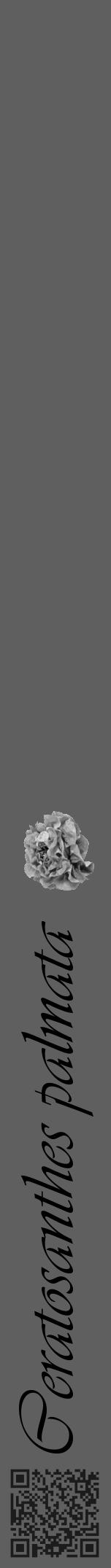 Étiquette de : Ceratosanthes palmata - format a - style noire10viv avec qrcode et comestibilité simplifiée - position verticale