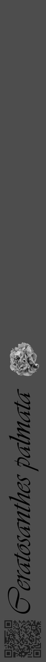 Étiquette de : Ceratosanthes palmata - format a - style noire28viv avec qrcode et comestibilité simplifiée - position verticale