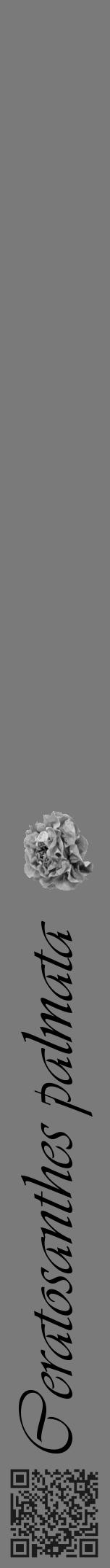 Étiquette de : Ceratosanthes palmata - format a - style noire3viv avec qrcode et comestibilité simplifiée - position verticale