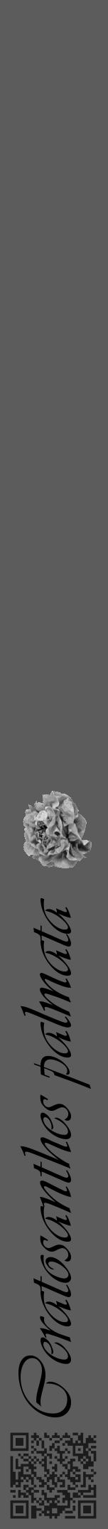 Étiquette de : Ceratosanthes palmata - format a - style noire49viv avec qrcode et comestibilité simplifiée - position verticale