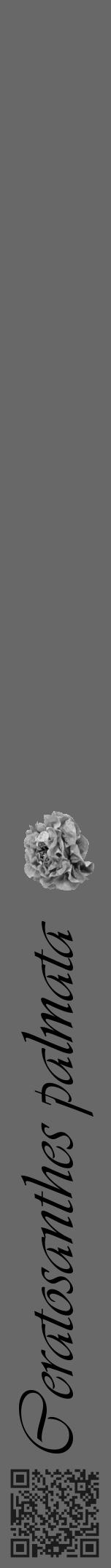 Étiquette de : Ceratosanthes palmata - format a - style noire6viv avec qrcode et comestibilité simplifiée - position verticale