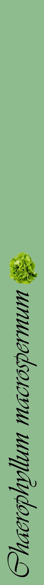 Étiquette de : Chaerophyllum macrospermum - format a - style noire13viv avec comestibilité simplifiée