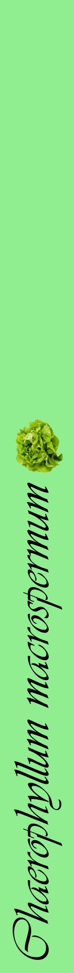 Étiquette de : Chaerophyllum macrospermum - format a - style noire15viv avec comestibilité simplifiée