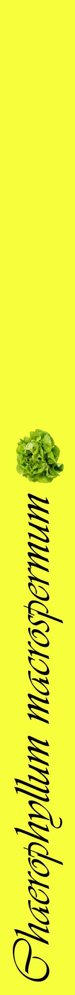 Étiquette de : Chaerophyllum macrospermum - format a - style noire18viv avec comestibilité simplifiée