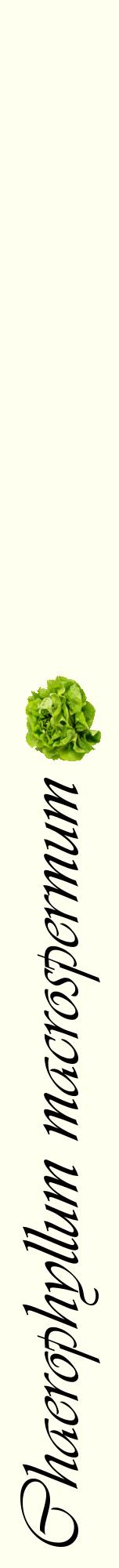 Étiquette de : Chaerophyllum macrospermum - format a - style noire19viv avec comestibilité simplifiée