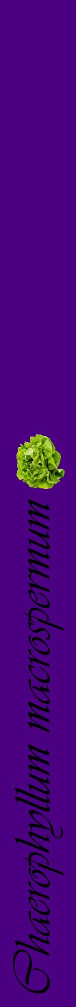 Étiquette de : Chaerophyllum macrospermum - format a - style noire47viv avec comestibilité simplifiée