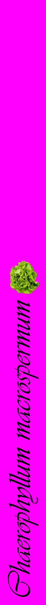 Étiquette de : Chaerophyllum macrospermum - format a - style noire51viv avec comestibilité simplifiée