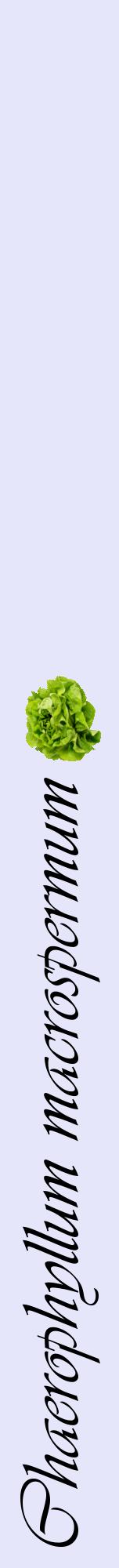 Étiquette de : Chaerophyllum macrospermum - format a - style noire55viv avec comestibilité simplifiée