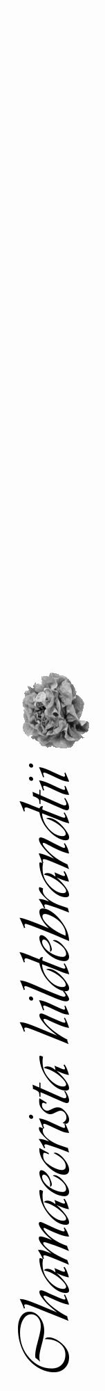 Étiquette de : Chamaecrista hildebrandtii - format a - style noire19viv avec comestibilité simplifiée - position verticale