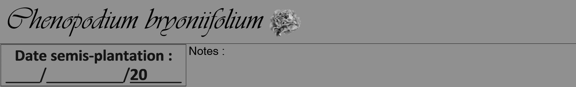 Étiquette de : Chenopodium bryoniifolium - format a - style noire4viv avec comestibilité simplifiée
