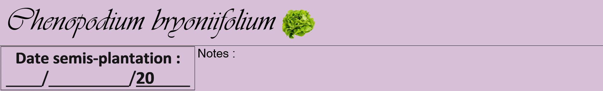Étiquette de : Chenopodium bryoniifolium - format a - style noire54viv avec comestibilité simplifiée