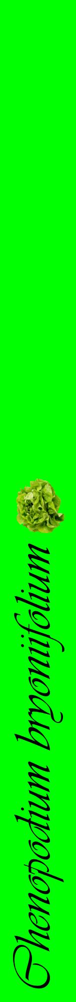 Étiquette de : Chenopodium bryoniifolium - format a - style noire16viv avec comestibilité simplifiée