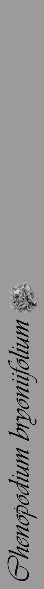Étiquette de : Chenopodium bryoniifolium - format a - style noire52viv avec comestibilité simplifiée - position verticale