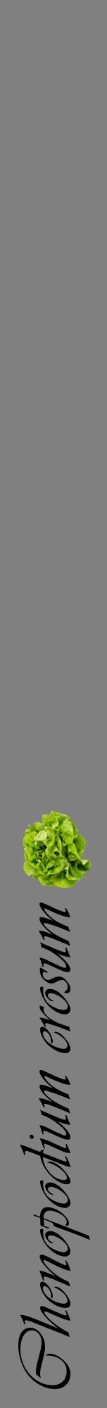 Étiquette de : Chenopodium erosum - format a - style noire57viv avec comestibilité simplifiée