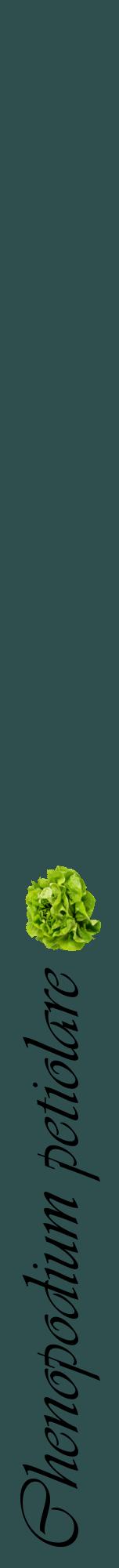 Étiquette de : Chenopodium petiolare - format a - style noire58viv avec comestibilité simplifiée