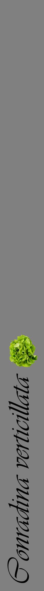 Étiquette de : Conradina verticillata - format a - style noire57viv avec comestibilité simplifiée