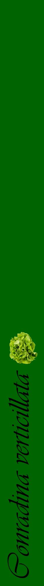 Étiquette de : Conradina verticillata - format a - style noire8viv avec comestibilité simplifiée