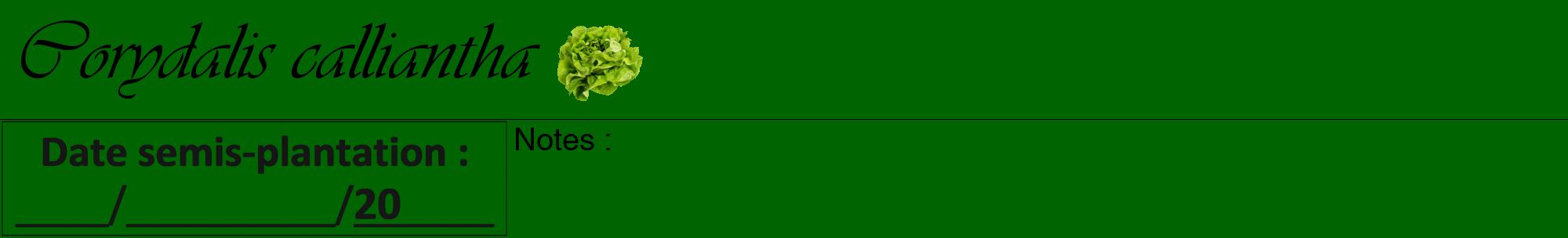 Étiquette de : Corydalis calliantha - format a - style noire8viv avec comestibilité simplifiée