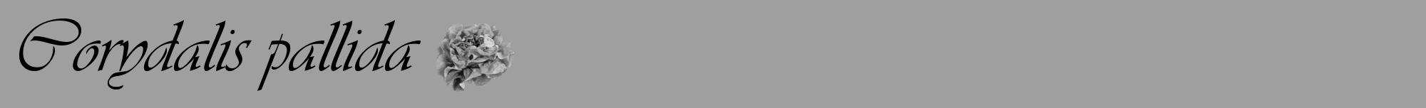 Étiquette de : Corydalis pallida - format a - style noire24viv avec comestibilité simplifiée