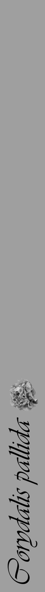 Étiquette de : Corydalis pallida - format a - style noire24viv avec comestibilité simplifiée - position verticale