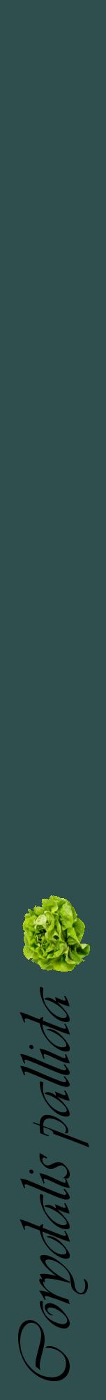 Étiquette de : Corydalis pallida - format a - style noire58viv avec comestibilité simplifiée