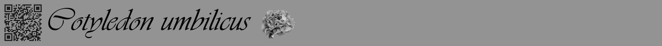 Étiquette de : Cotyledon umbilicus - format a - style noire44viv avec qrcode et comestibilité simplifiée