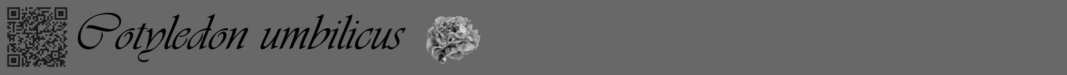 Étiquette de : Cotyledon umbilicus - format a - style noire6viv avec qrcode et comestibilité simplifiée