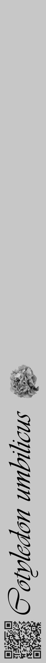 Étiquette de : Cotyledon umbilicus - format a - style noire15viv avec qrcode et comestibilité simplifiée - position verticale