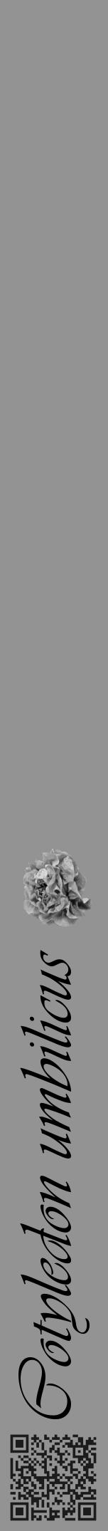 Étiquette de : Cotyledon umbilicus - format a - style noire44viv avec qrcode et comestibilité simplifiée - position verticale