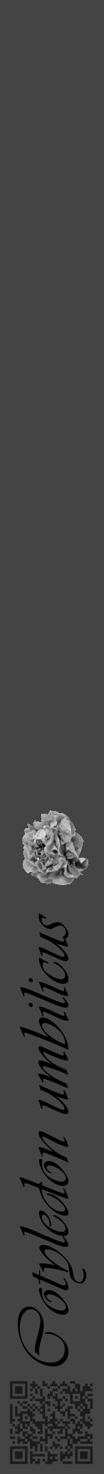 Étiquette de : Cotyledon umbilicus - format a - style noire48viv avec qrcode et comestibilité simplifiée - position verticale