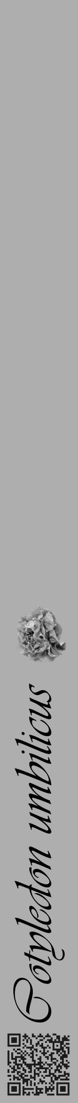 Étiquette de : Cotyledon umbilicus - format a - style noire53viv avec qrcode et comestibilité simplifiée - position verticale