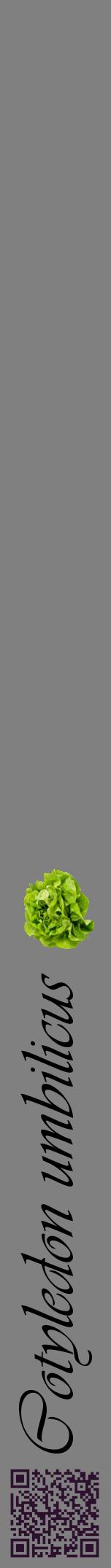 Étiquette de : Cotyledon umbilicus - format a - style noire57viv avec qrcode et comestibilité simplifiée