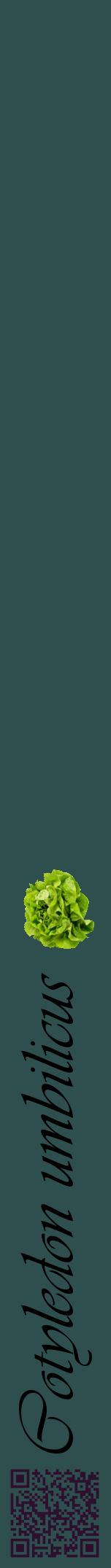 Étiquette de : Cotyledon umbilicus - format a - style noire58viv avec qrcode et comestibilité simplifiée