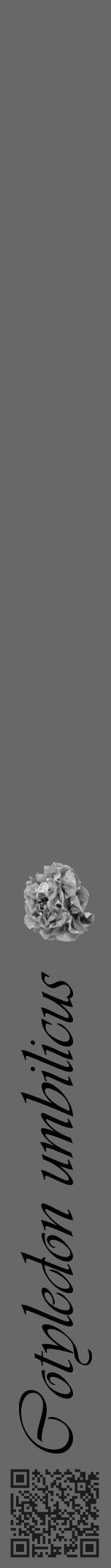 Étiquette de : Cotyledon umbilicus - format a - style noire6viv avec qrcode et comestibilité simplifiée - position verticale