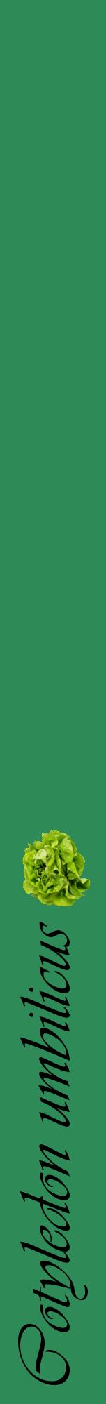Étiquette de : Cotyledon umbilicus - format a - style noire11viv avec comestibilité simplifiée