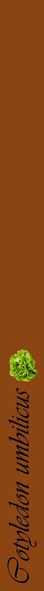 Étiquette de : Cotyledon umbilicus - format a - style noire30viv avec comestibilité simplifiée