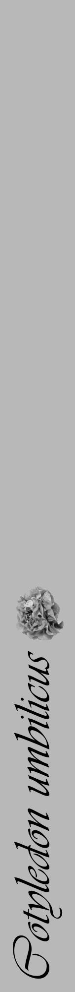 Étiquette de : Cotyledon umbilicus - format a - style noire39viv avec comestibilité simplifiée - position verticale