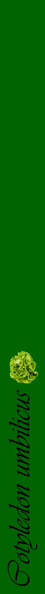 Étiquette de : Cotyledon umbilicus - format a - style noire8viv avec comestibilité simplifiée