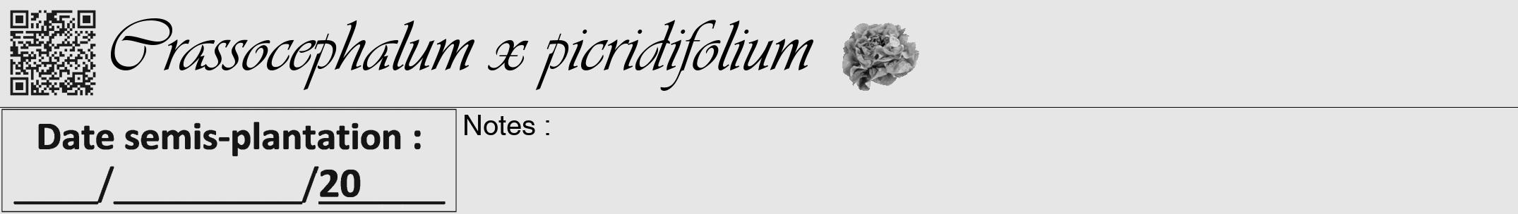 Étiquette de : Crassocephalum x picridifolium - format a - style noire18viv avec qrcode et comestibilité simplifiée