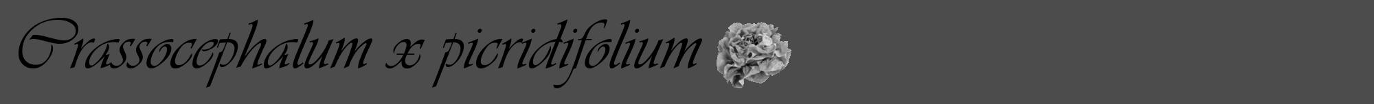 Étiquette de : Crassocephalum x picridifolium - format a - style noire27viv avec comestibilité simplifiée